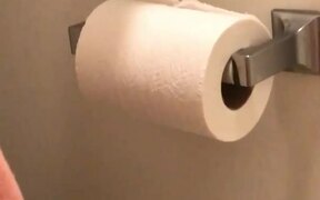 Cat Rearranges Toilet Paper Roll in Bathroom