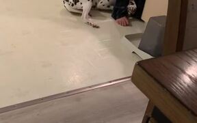 Adorable Dog Asks Owner For Pets - Animals - VIDEOTIME.COM