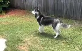 Adorable Husky Tries To Play With Butterflies