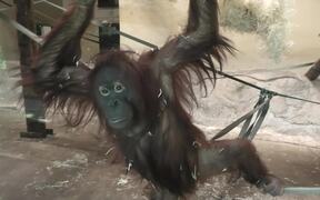 Mother Orangutan Takes Care of 2 Baby Orangutans