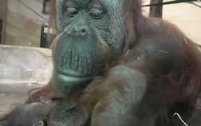 Mother Orangutan Takes Care of 2 Baby Orangutans
