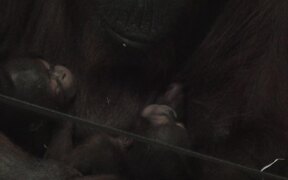 Mother Orangutan Takes Care of 2 Baby Orangutans - Animals - VIDEOTIME.COM