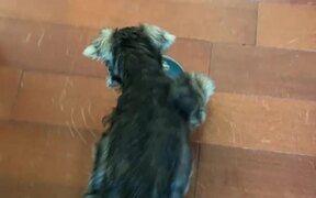 Puppy Plays With Empty Food Bowl - Animals - VIDEOTIME.COM
