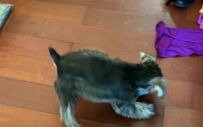 Puppy Plays With Empty Food Bowl