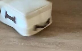 Confused Dog Runs as it Gets Stuck Under a Box - Animals - VIDEOTIME.COM