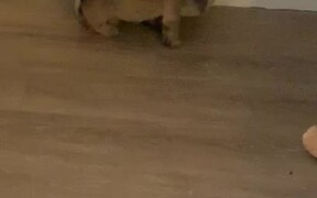 Confused Dog Runs as it Gets Stuck Under a Box