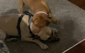 Dog Annoys Another Dog and Gets Into Fight