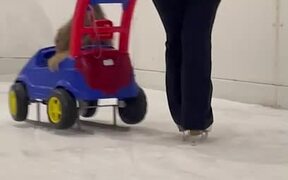 Dog Enjoys Ice Skating With Owner - Animals - VIDEOTIME.COM