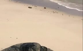 Guy Helps Turtle on Beach By Flipping it - Animals - VIDEOTIME.COM