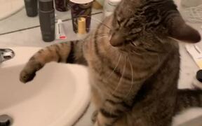 Cats Fight Over Sink as Owner Tries to Stop Them