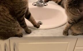 Cats Fight Over Sink as Owner Tries to Stop Them - Animals - VIDEOTIME.COM