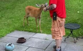 Man Feeds Baby Deer in Backyard - Animals - VIDEOTIME.COM