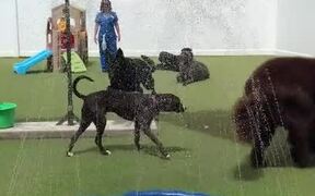Police Dog Dances in Sprinkler During Group Play