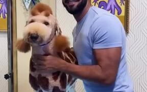 Talented Dog Groomer Makes Dog Look Like Giraffe - Animals - VIDEOTIME.COM