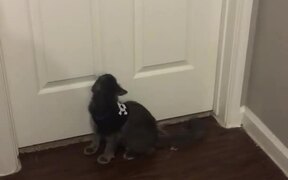 Cat Responds to Owner With Random Side Flip - Animals - VIDEOTIME.COM