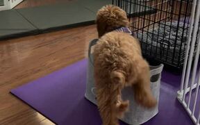 Puppy Sits Inside Bag But Loses Balance and Falls - Animals - VIDEOTIME.COM