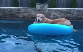 Dog Relaxes on Inflatable Float
