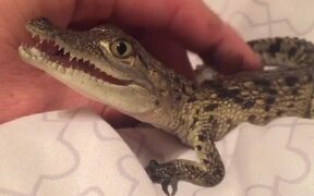 Crocodile Makes Squeaks When Human Rubs Their Back