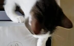 Cat Tumbles To Floor After Jumping Off Fridge - Animals - VIDEOTIME.COM