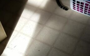 Cat Tumbles To Floor After Jumping Off Fridge - Animals - VIDEOTIME.COM