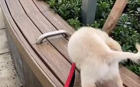 Adorable Pupper Falls Into Bushes While Walking - Animals - VIDEOTIME.COM