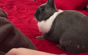 Bunny Runs Around Bed When Person Wakes Up