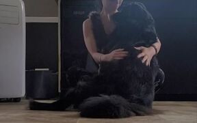 Adorable Dog Hugs Their Owner On Seeing Them Sad - Animals - VIDEOTIME.COM