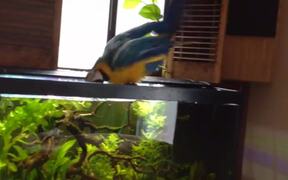 Macaw Dances After Bathing in Aquarium