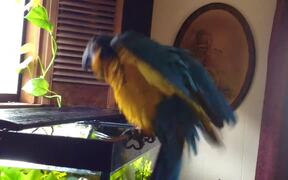 Macaw Dances After Bathing in Aquarium