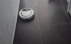 Little Cat Gets Scared of Robotic Vacuum Cleaner