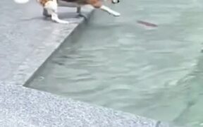 Cheers for Cute Dog Trying to Get Its Toy Back - Animals - VIDEOTIME.COM