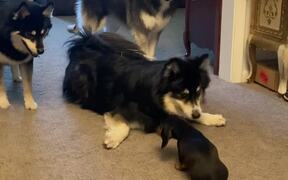 Dachshund Puppy Goofs Around With Huge Husky - Animals - VIDEOTIME.COM