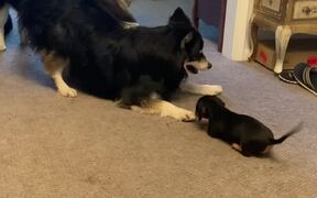Dachshund Puppy Goofs Around With Huge Husky