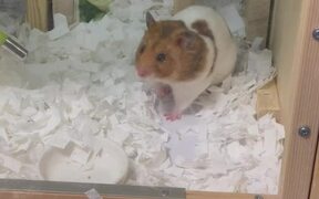 Organized Hamster Picks Up The Dishes After Eating - Animals - VIDEOTIME.COM