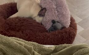 Cute Dog Tries To Wake Its Lazy Buddy Up - Animals - VIDEOTIME.COM