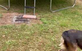 Dog Knocked Down Following Funny Trampoline Fail - Animals - VIDEOTIME.COM