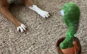 Adorable Pup Is Confused, Fascinated & Scared - Animals - VIDEOTIME.COM