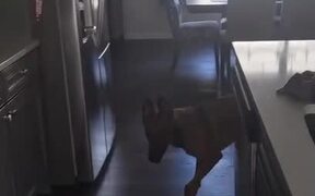 Dog Finds It Difficult To Catch Their Owner - Animals - VIDEOTIME.COM