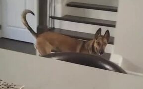 Dog Finds It Difficult To Catch Their Owner