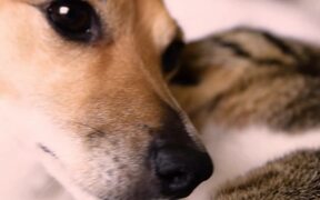 Cat and Dog Cuddle Together - Animals - VIDEOTIME.COM