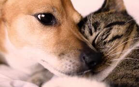 Cat and Dog Cuddle Together - Animals - VIDEOTIME.COM