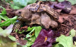 Two Headed Tortoise - Animals - VIDEOTIME.COM