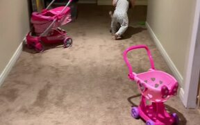 Cat Pounces on Little Boy Running Through House