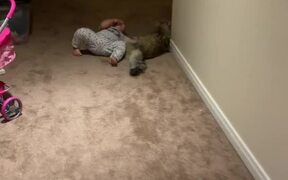 Cat Pounces on Little Boy Running Through House - Animals - VIDEOTIME.COM