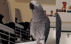 Parrot Whistles Adorably - Animals - VIDEOTIME.COM