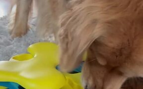 Golden Retriever Eats Dog Food From Puzzle Toy - Animals - VIDEOTIME.COM
