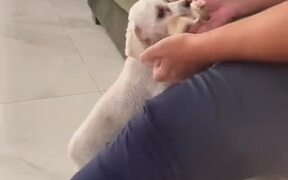 Dog Brings Her New Born Puppy To Her Owner
