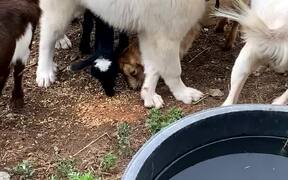Puppy Enjoys Playing With Goats - Animals - VIDEOTIME.COM