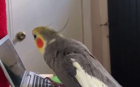 Cockatiel Adorably Sings While Holding His Laptop