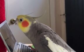 Cockatiel Adorably Sings While Holding His Laptop - Animals - VIDEOTIME.COM